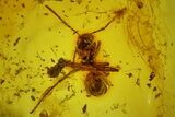 Large Fossil Ant, an Aphid and Wood Splinters in Baltic Amber #166234-2